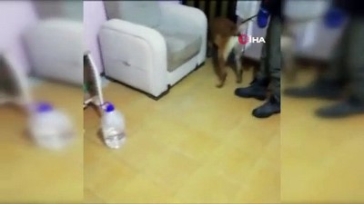 uyusturucu -  Narkotik köpeği 11 kilo uyuşturucuyu böyle buldu Videosu