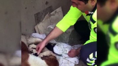 kapali alan -  İzmir polisi köpekleri yağmurdan kurtardı, elleriyle kuruladı Videosu