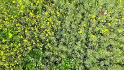 osin -  Kanola bahçeleri kartpostallık görüntüler oluşturdu Videosu