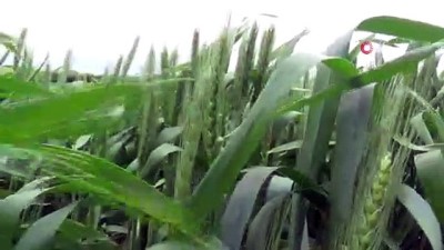 gubre -  Tekirdağ’da bol yağış çiftçilerin umutlarını yeşertti Videosu