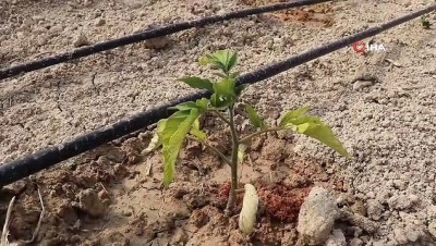 Yerli “Maniye” domatesinin ekim dönemi başladı