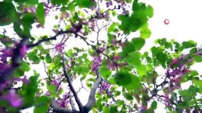  Bursa'da erguvan mevsimi başlıyor