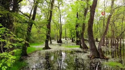 ormana -  Galeriç Subasar Ormanı'nda 'su papatyası' güzelliği Videosu