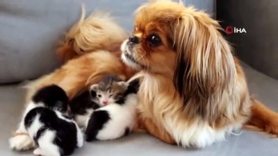  Köpekten kedi yavrularına anne şefkati... Mira, anneleri köpeklerin saldırısıyla ölen kedi yavrularına annelik yapıyor