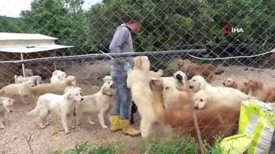  Sokak hayvanları için çiftlik kurdu, 500 köpeği besleyip sahiplendiriyor