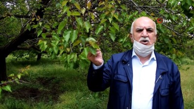  Tarım ilacı kayısı ağaçlarını kuruttu