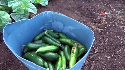 bulduk -  Marul ve salatalık çiftçinin yüzünü güldürdü Videosu