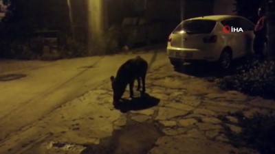  Aç kalan domuz ailesi Bodrum’a indi