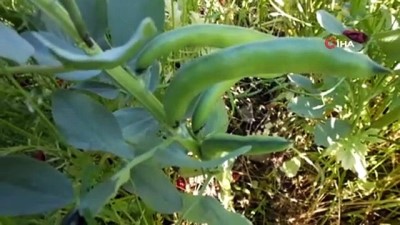  Balıkesir’de sosyal mesafeli taze bakla hasadı