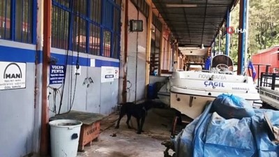 sanayi sitesi -  Pitbull’un saldırdığı köpek görevinin başında Videosu