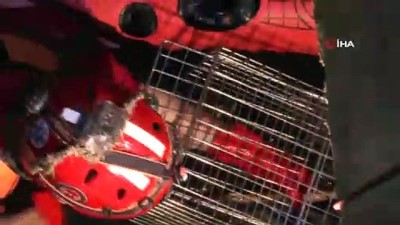 kisla -  Su dolu kuyuda 3 gün hayat mücadelesi veren yavru kediyi kurtarmak için seferber oldular Videosu