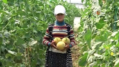  Adana’da kavun hasadı başladı