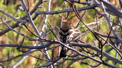 dernek baskani -  Gün doğumundan, gün batımına Seyfe Gölü'nde kuşlar renkli görüntüler oluşturdu Videosu