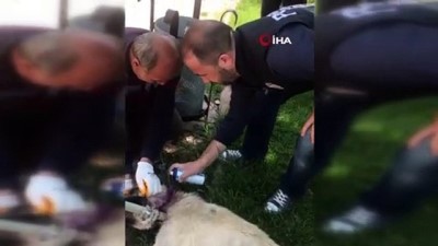 sokak kopegi -  Mardin’de boynuna kablo dolanan köpeği polis kurtardı Videosu