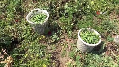 tarim iscisi -  Virüse inat Çukurova'da üretim sürüyor Videosu