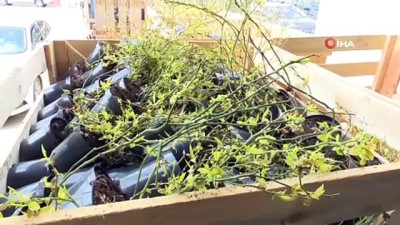 mersin -  Yaban mersinleri Bursa’da filizleniyor Videosu