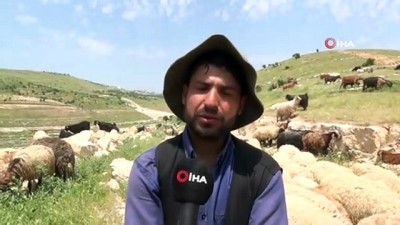  10 bin lira maaşla çalıştıracak çoban bulamıyorlar