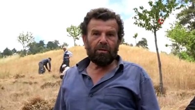  Adana'da orakla hasat