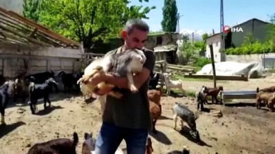 keci yavrusu -  Annesini ayı yiyen ve ölmekten gazeteci tarafından kurtarılan keçi yavrusu büyüdü Videosu