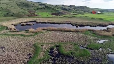 kanal a -  Koruma altına alınan 'Kaz gölü' kurumaktan kurtarılarak doğal görünümüne yeniden kavuştu Videosu