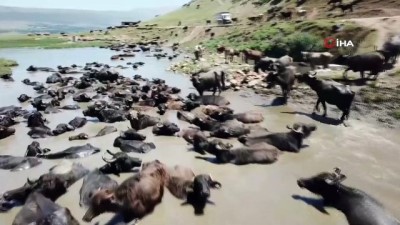 manda yogurdu -  Mandaların meralardan serin sulara tozlu yolculuğu Videosu
