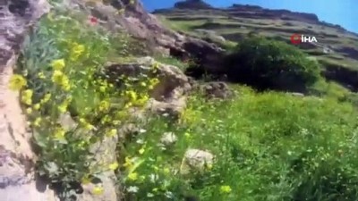 yakalama emri -  Mardin'de terör örgütü PKK ve işbirlikçilerine şafak vakti operasyon Videosu
