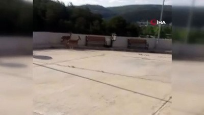 hastane bahcesi -  Yavru yaban keçileri hastane bahçesine indi Videosu