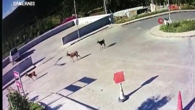 yaban kecisi -  Yavru yaban keçileri hastane bahçesine indi Videosu