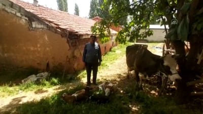 Besiciye üçüz buzağı sürprizi - KONYA