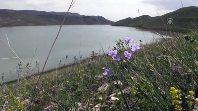 aynali sazan - 'Kuş cenneti' Deniz Gölü, eşsiz güzellikleriyle keşfedilmeyi bekliyor - KARS Videosu
