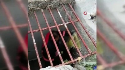  Menfeze düşen yavru köpekler kurtarıldı