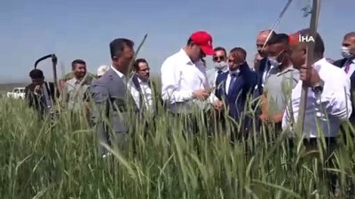 sulama kanali -  Sivas'ta yem bitkisi hasadı başladı Videosu