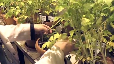 Yerli domatesler zorlu testlerden geçirilerek geliştiriliyor - ŞANLIURFA