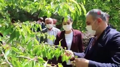 afet bolgesi -  6 bin ton kirazı dolu vurdu Videosu