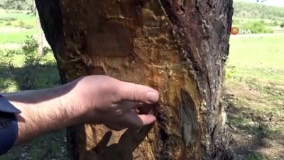 mantar toplama -  Ağaçları canlı canlı oydular Videosu