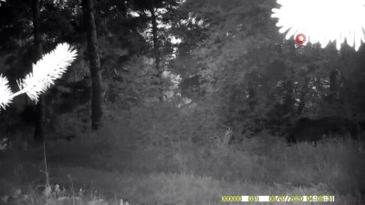 ormanli -  Boz ayı ve tilki foto kapana yakalandı Videosu