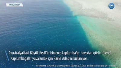 Büyük Resif’te Binlerce Kaplumbağa