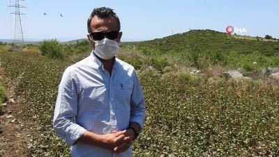 gubre -  Çeşme'de ilk kez ekilen karabuğdayın yaygınlaştırılması hedefleniyor Videosu