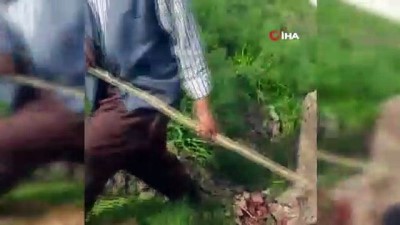 gesi -  Dağdan düşen kayalar 20 hayvanı telef etti Videosu