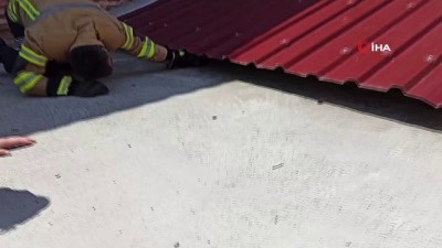 mahsur kaldi -  Ekipler mahsur kalan kedi için seferber oldu Videosu