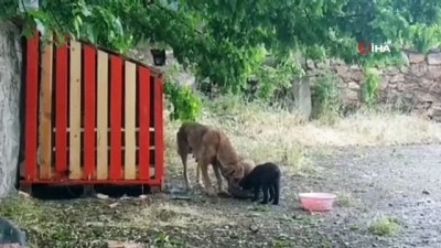  Gönüllülerden sokak hayvanlarına destek