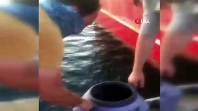 afrodit -  Kilosu altın değerinde olan deniz patlıcanını avlarken yakalandılar Videosu