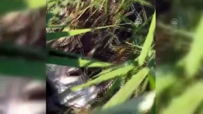 buyukbas hayvan - Köylülerin 'aslan' tedirginliği sürüyor - ÇORUM Videosu