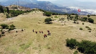 ozgurluk -  Spil Dağı’nın özgür bekçileri yılkılar eşsiz görüntüler oluşturdu Videosu