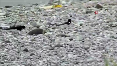   Aras Kuş Cenneti Poyraz kuşlarıyla cıvıl cıvıl