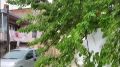  Aşırı yağış ve fırtına 50 yıllık ağacı devirdi