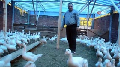 kapali alan -   Başkan Güler’in projesi sayesinde kaz çiftliğini kurdu Videosu