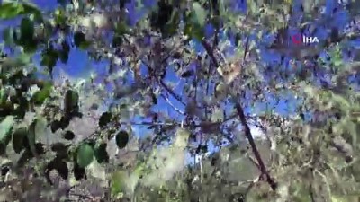  Beytüşşebap'ta 'tırtıl' istilası