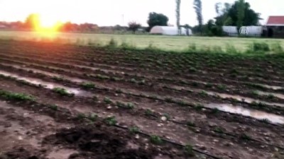tarim - Burdur'da dolu yağışı tarım alanlarına zarar verdi Videosu