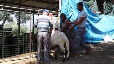 dogum orani -  Büyükşehir’in Sakız koyunu desteği sürüyor Videosu
